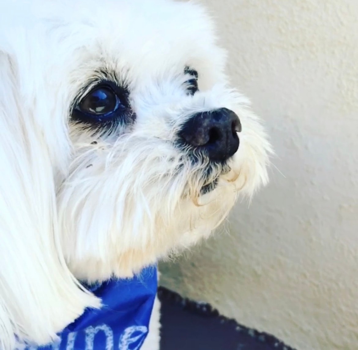 Sonny close-up portrait with soulful eyes